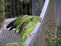 Amazone a joues vertes, Amazona viridigenalis (Photo F. Mrugala) (2)